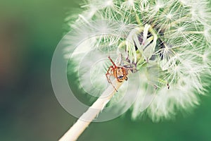 Macro of a dandelion head with a small spider on artistic green background