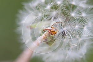 Macro of a dandelion head with a small spider on artistic green background