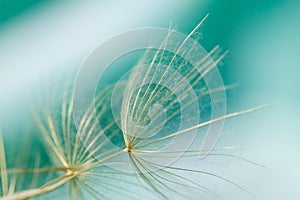 Macro of dandelion seed