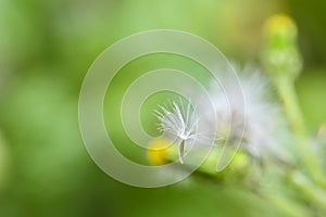 Macro of a dandelion seed on green background