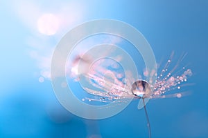 Macro of dandelion with water drop. Dandelion on a beautiful turquoise background. An artistic image.