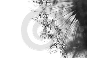 Macro of dandelion with water drops in black and white blooms.Selective focus.