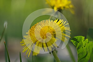 Macro of dandelions in the foreground