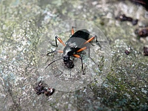 macro Dark beetle (Tenebrionidae beetle) on the rocks photo