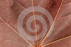 Macro dark red leaf shoot of nature tree plant botany texture