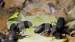 Macro of darkling beetles eating a leaf.