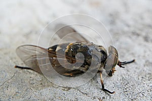 Macro of dead flies or fly insect. Dead fly in macro with Big br