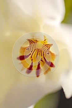 Macro of the deep red pattern on a white pansy orchid