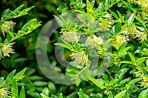 Macro of delicate cream bells blooming honeysuckle Lonicera pileata with small green leaves. Elegant natural background