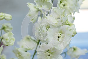 Macro delicate fresh wthite delphinum flower. Wedding fresh flowers decoration photo