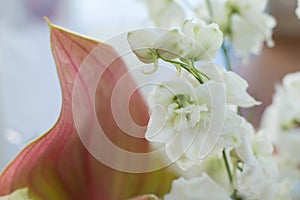 Macro delicate fresh wthite delphinum flower. Wedding fresh flowers decoration photo