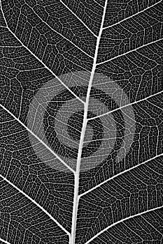 Macro of a delicate leaf cell structure