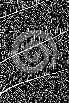 Macro of a delicate leaf cell structure