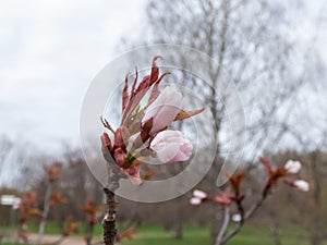 Macro of delicate pink blooming flower buds of Sargent\'s cherry or North Japanese hill cherry (Cerasus sargentii)