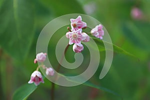 Macro of delicate pink flowers on Spreading Dogbane