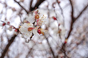 Macro of delicate Spring flowers, Cherry blossom sepals with half of its petals fallen