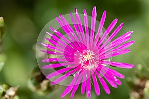 Macro of a delosperma cooperi