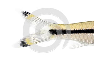 Macro of a Denison barb tail, Sahyadria denisonii, isolated