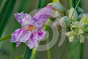 Macro, Desert Willow blooming in the southwest.