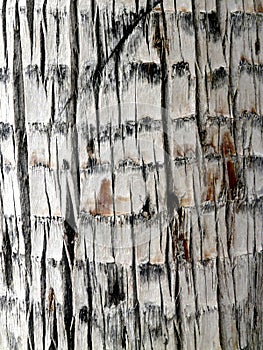 Macro detail of the bark of a tree.