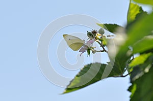 Cabbage butterfly