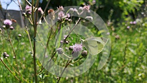 Cabbage butterfly