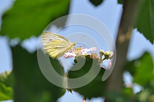 Cabbage butterfly