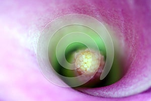 Macro detail of a Calla Lily flower