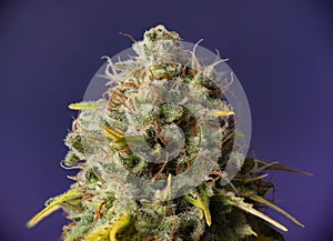 Macro detail of Cannabis flower thichomes industrial plant strain