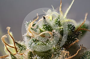 Macro detail of Cannabis flower thichomes industrial plant strain