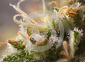 Macro detail of Cannabis flower thichomes industrial plant strain