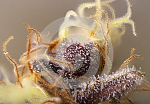 Macro detail of Cannabis flower thichomes purple queen strain