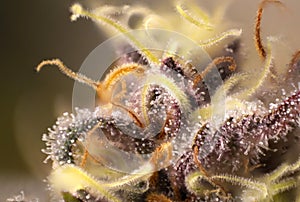 Macro detail of Cannabis flower thichomes purple queen strain