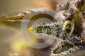 Macro detail of Cannabis flower thichomes purple queen strain