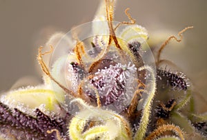 Macro detail of Cannabis flower thichomes purple queen strain