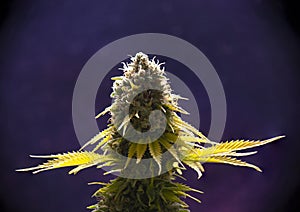 Macro detail of Cannabis flower trichomes industrial plant strain