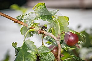 Macro detail close up of a fly sitting on ripe black red  berries of yoke berry a cross of currant with gooseberry, Germany