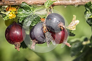 Macro detail close up of a fly sitting on ripe black red  berries of yoke berry a cross of currant with gooseberry, Germany