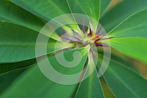 Macro detail of a colored tropical plant