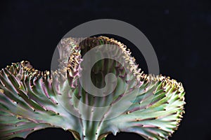 Coral cactus Eurphorbia Lactea Crest isolated over black photo