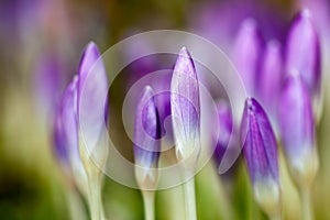 Macro detail of crocus flowers in garden