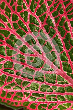 Macro detail of Fittonia leaf.