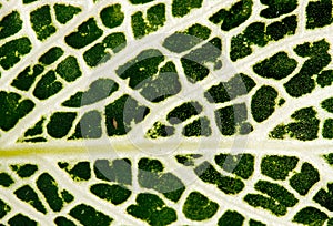 Macro detail of Fittonia leaf.