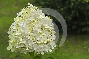 Macro detail of the flower of a white Hydrangea Paniculata