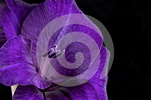 Macro detail of the flowers of a purple gladiolus isolated on black