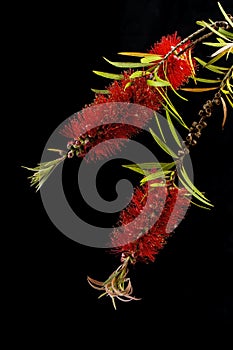 Macro detail of the flowers of a red Callistemon Citrinus isolated on black