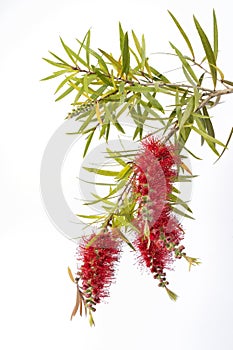 Macro detail of the flowers of a red Callistemon Citrinus isolated on white