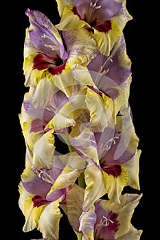 Macro detail of the flowers of a yellow pink and red gladiolus isolated on black