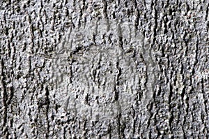 Macro detail of a forest tree bark