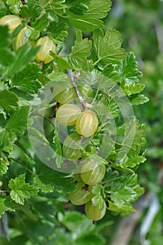 Gooseberry